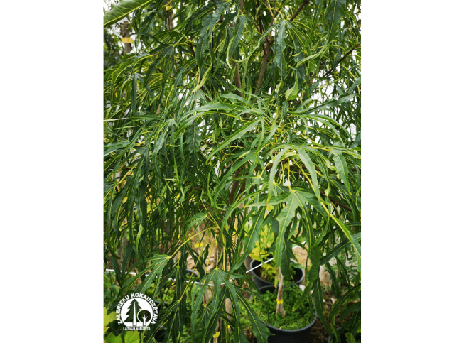 Acer platanoides   'Paldiski'